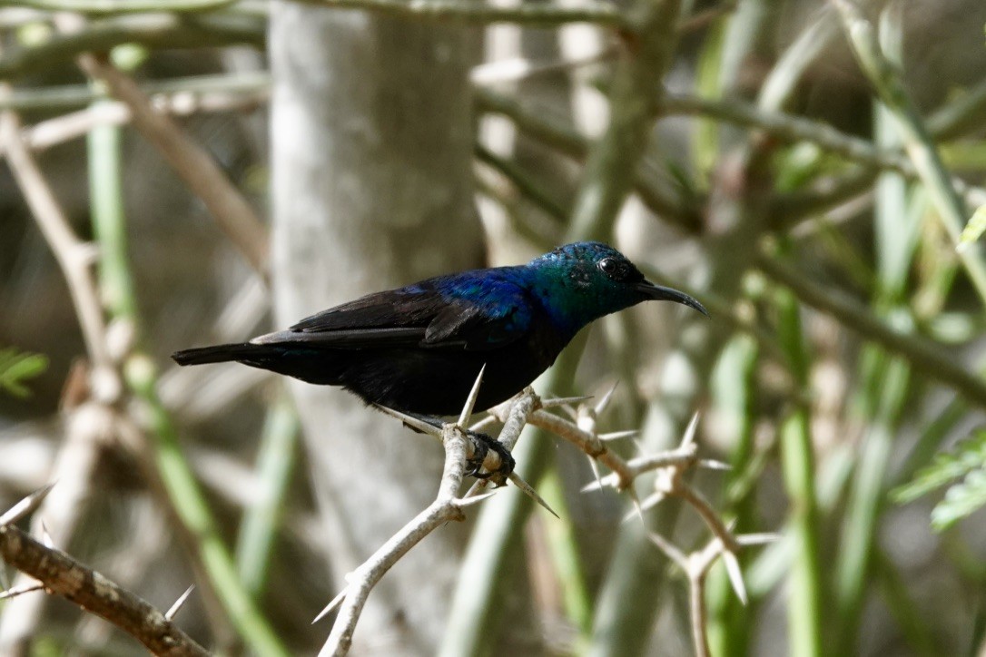 Violet-breasted Sunbird - ML530277691