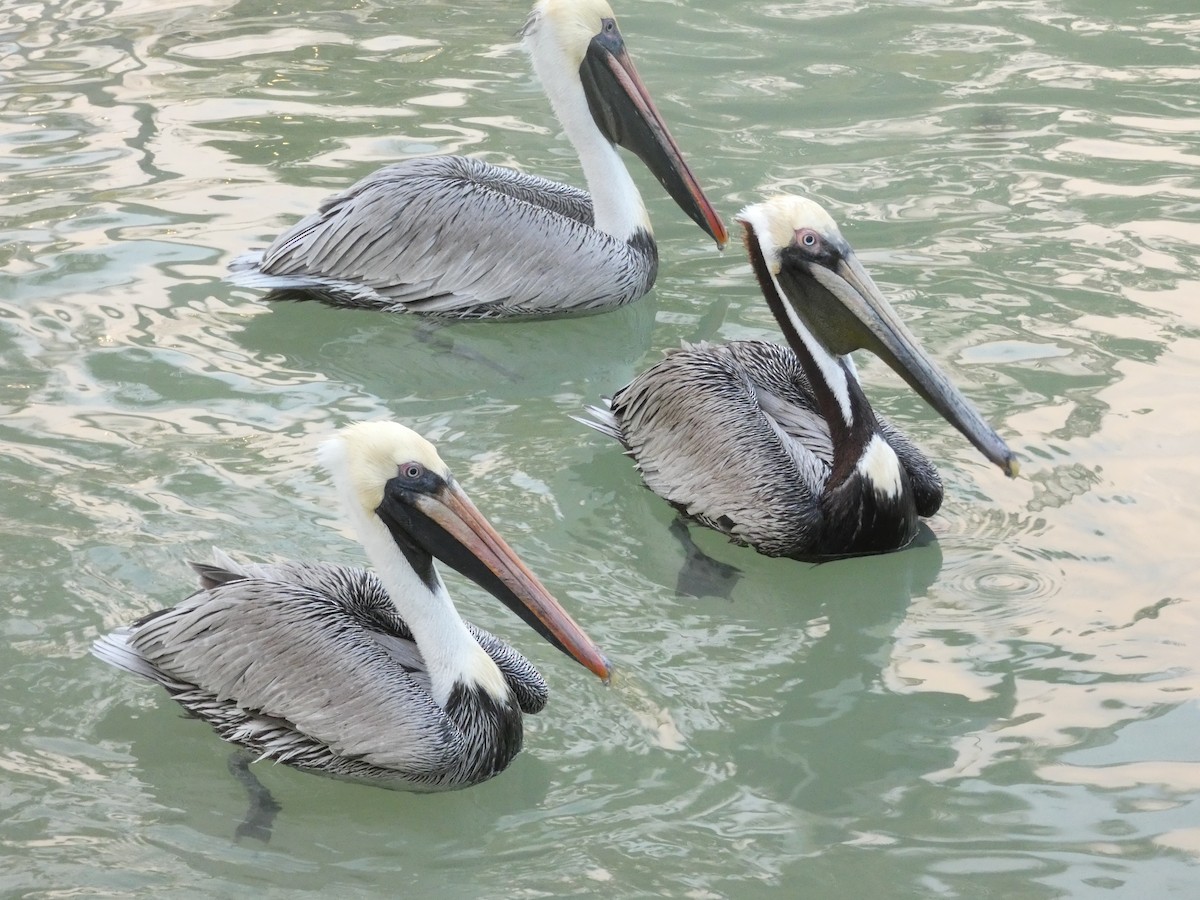 Brown Pelican - ML530278571