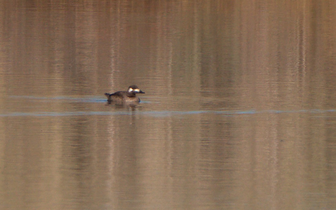 White-winged Scoter - ML530279581