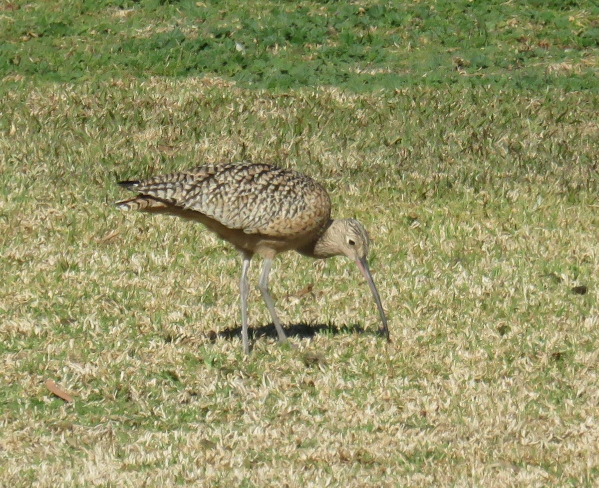 Long-billed Curlew - Valerie Glass