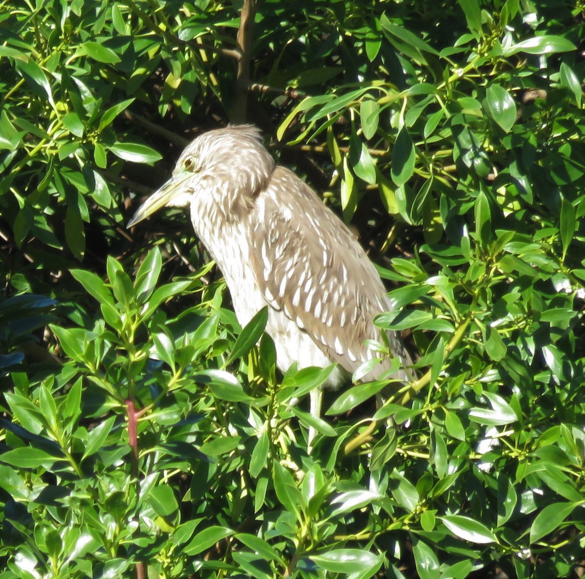 Black-crowned Night Heron - ML530280401