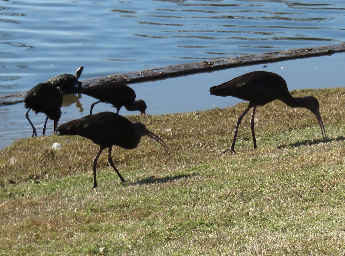 White-faced Ibis - ML530280481