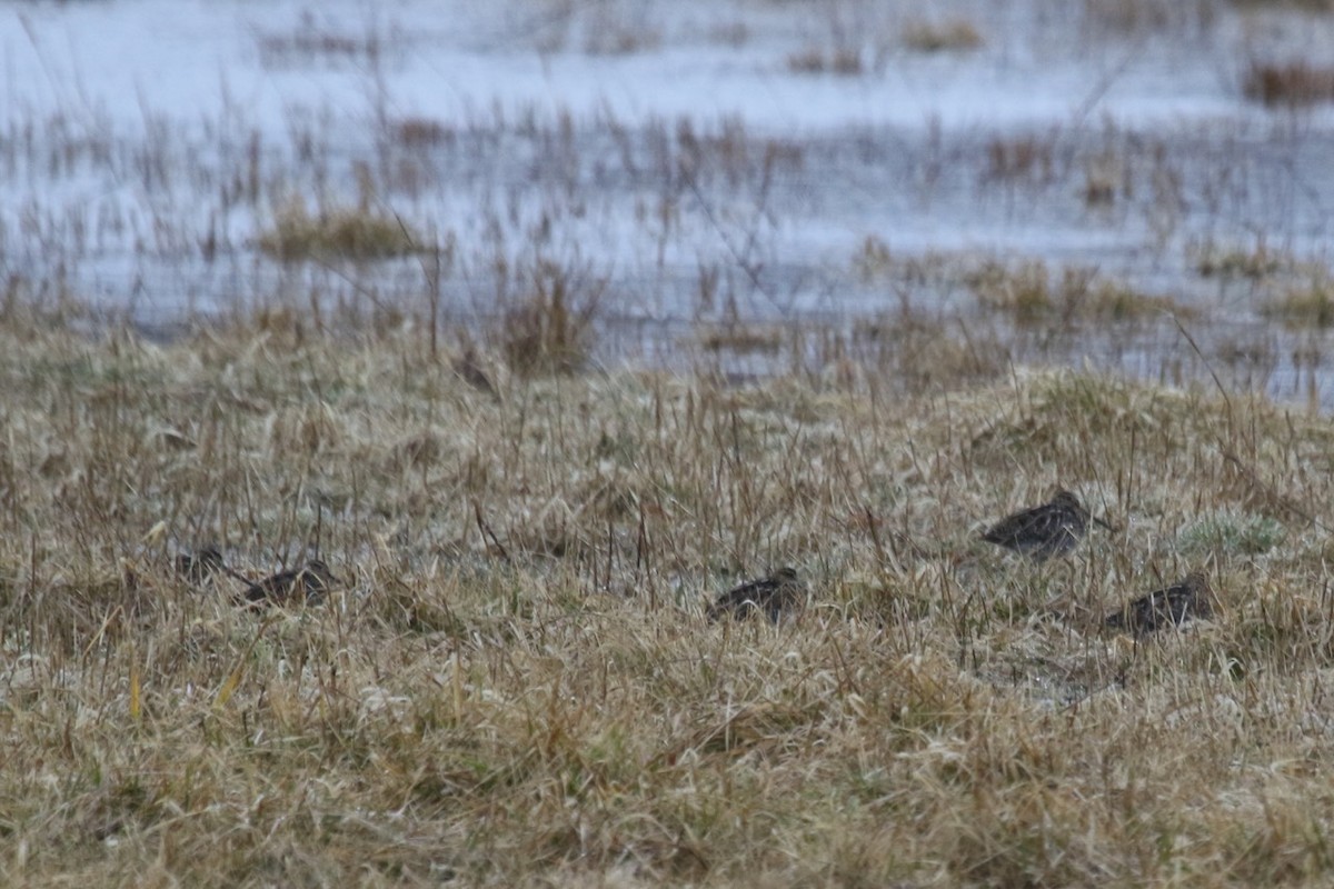 Wilson's Snipe - Rick Newton