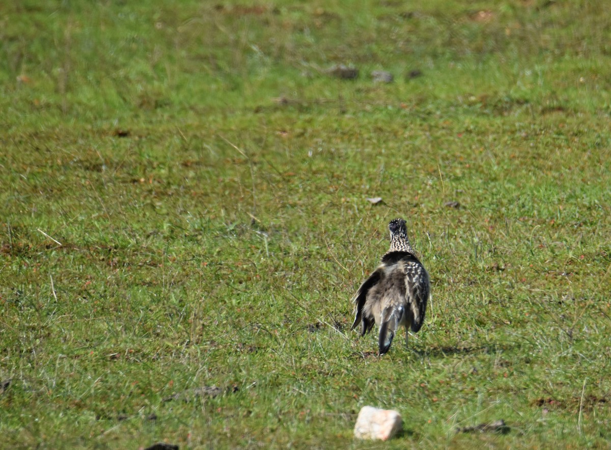 Greater Roadrunner - Kathryn Calderala