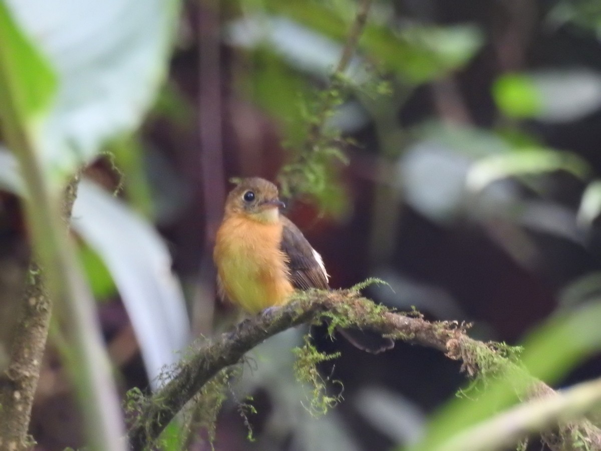 Tawny-breasted Flycatcher - ML530281481