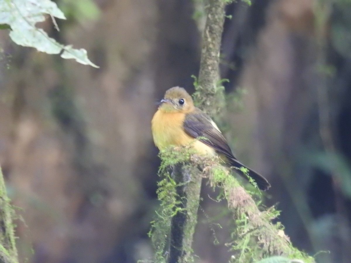 Tawny-breasted Flycatcher - ML530281491