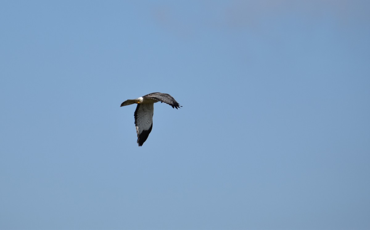 Northern Harrier - Kathryn Calderala