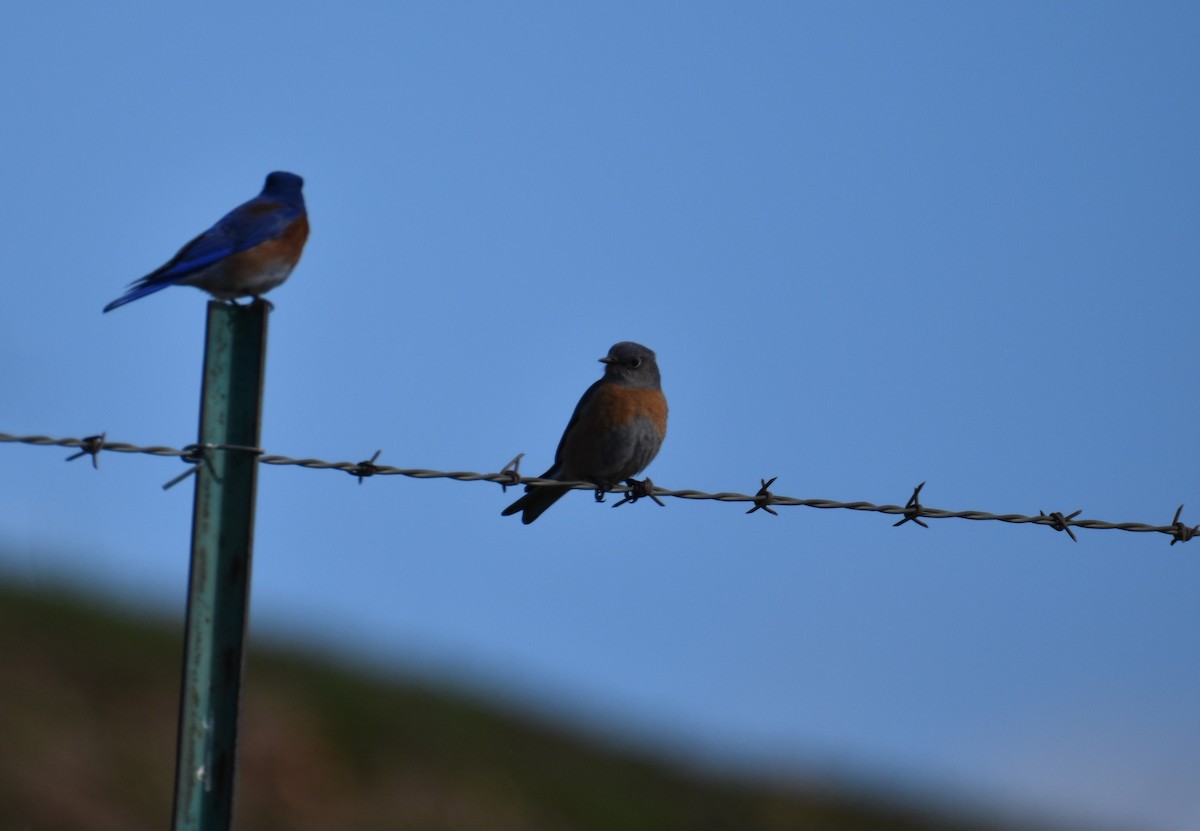 Western Bluebird - ML530281671