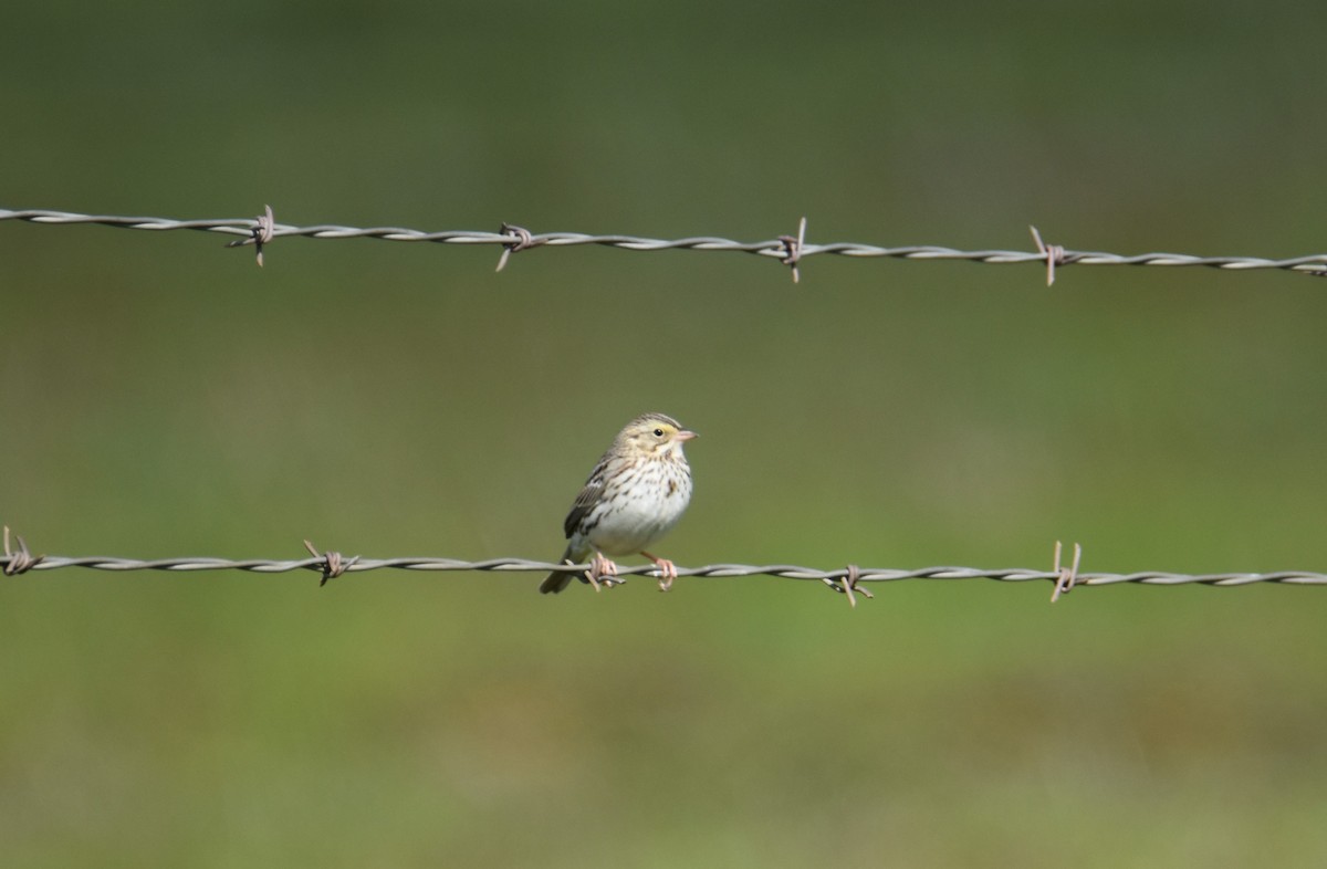 Savannah Sparrow - ML530282411