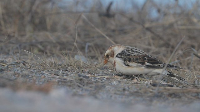 Snow Bunting - ML530282581