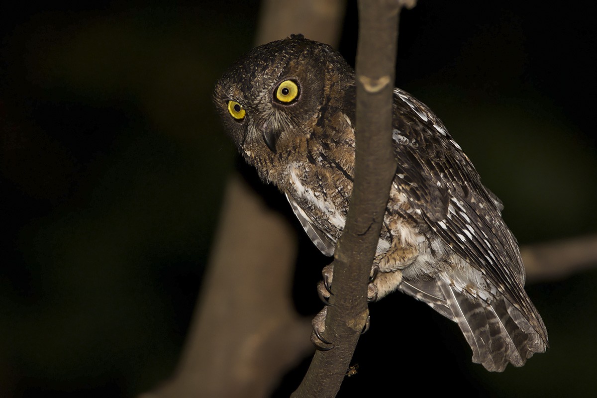 Madagascar Scops-Owl (Torotoroka) - ML530283461