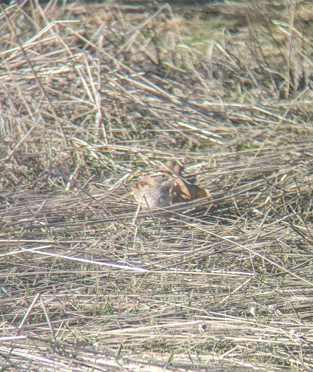 White-throated Sparrow - ML530283531