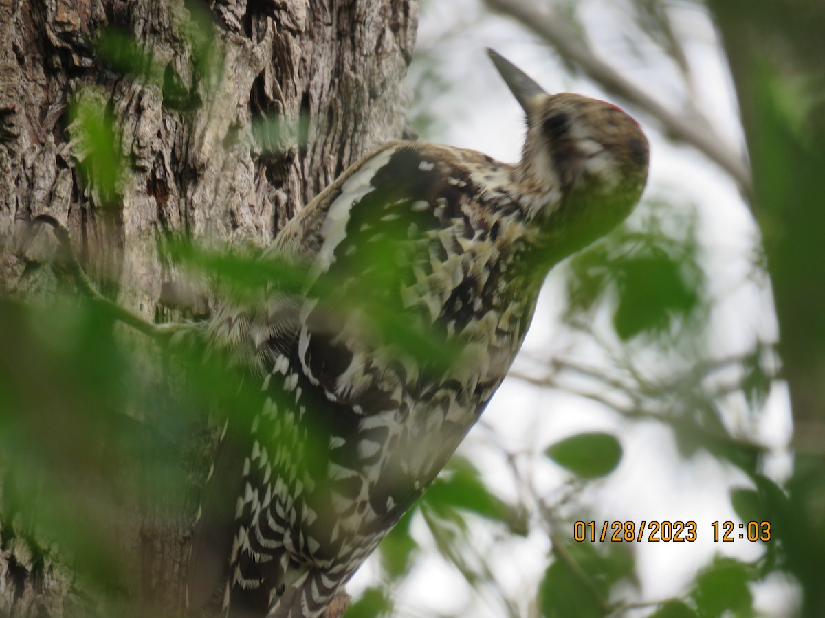 Yellow-bellied Sapsucker - jack paul