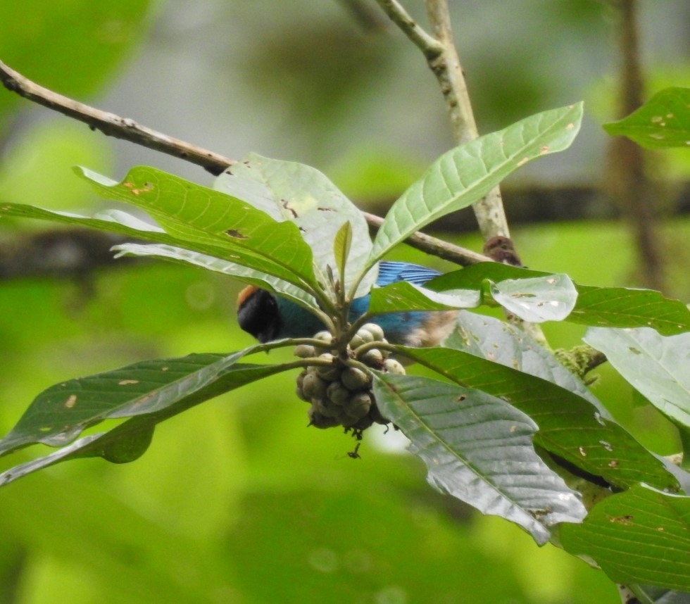 Golden-naped Tanager - Ibeth Alarcón