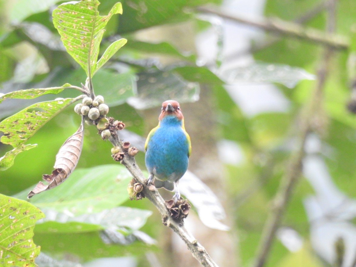 Bay-headed Tanager - ML530288601