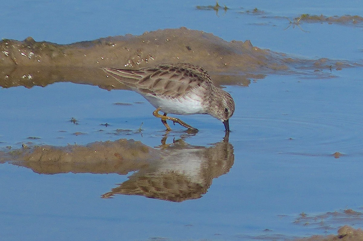 Least Sandpiper - ML530288891