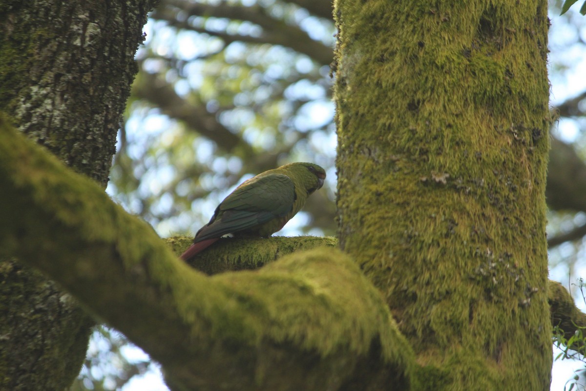 Austral Parakeet - ML53028951