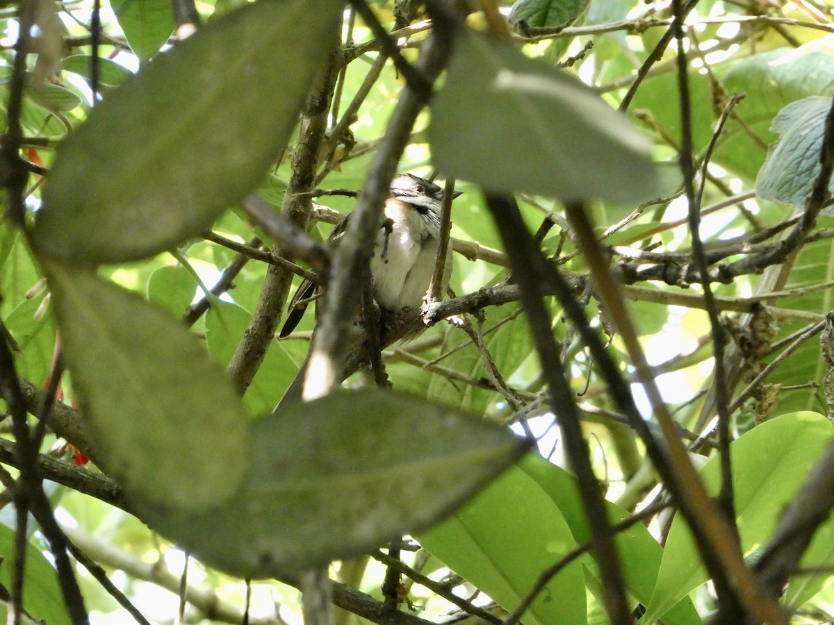 Rufous-collared Sparrow - ML530289611