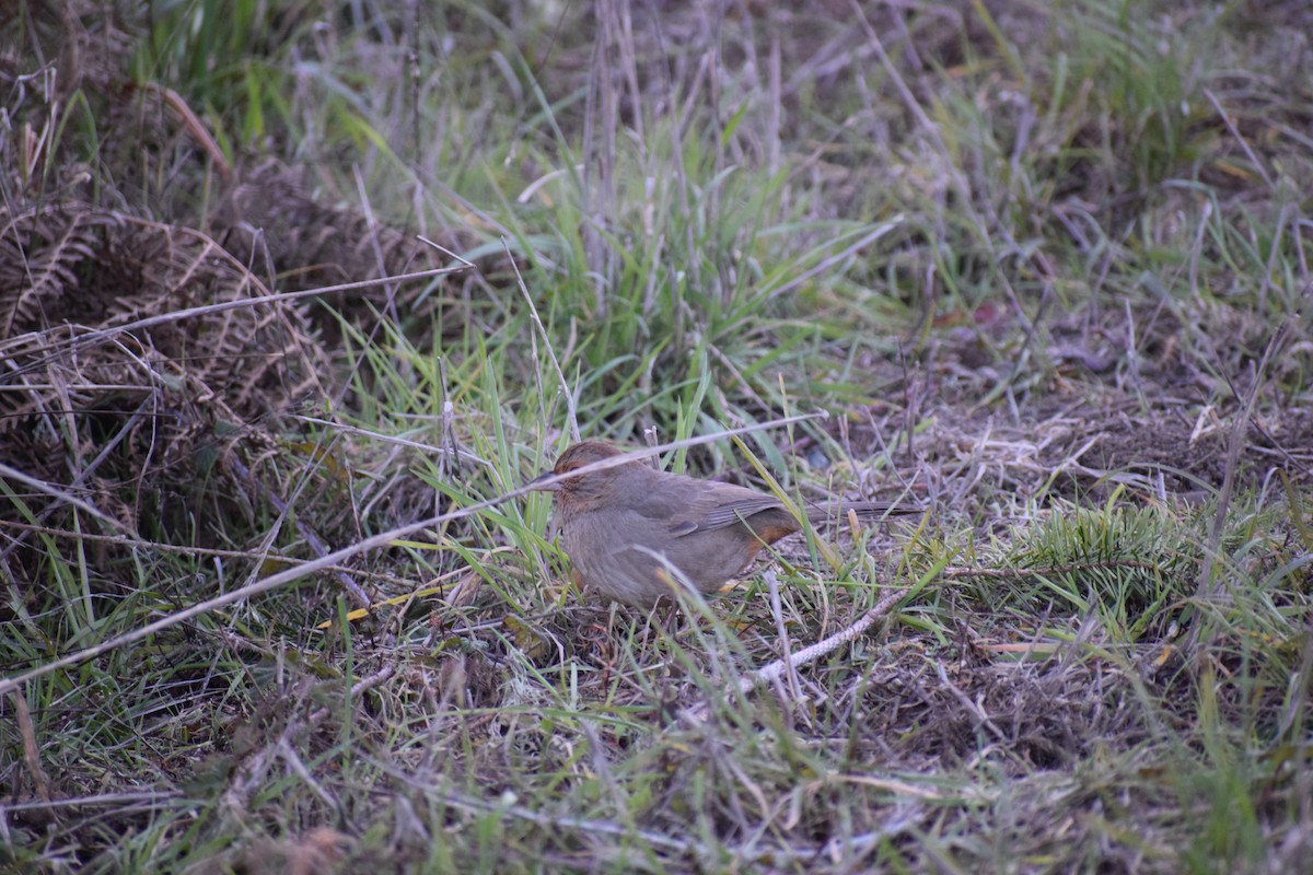 California Towhee - ML530289841