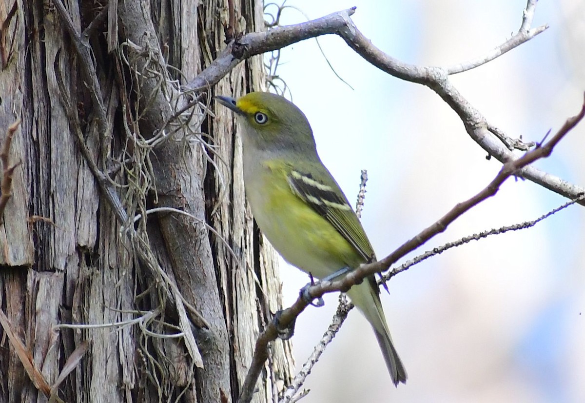 White-eyed Vireo - ML530290131