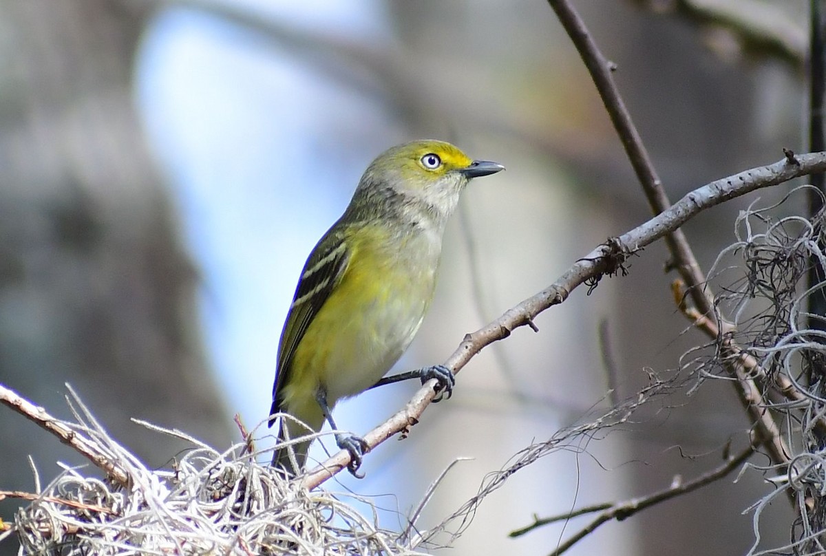 White-eyed Vireo - ML530290141