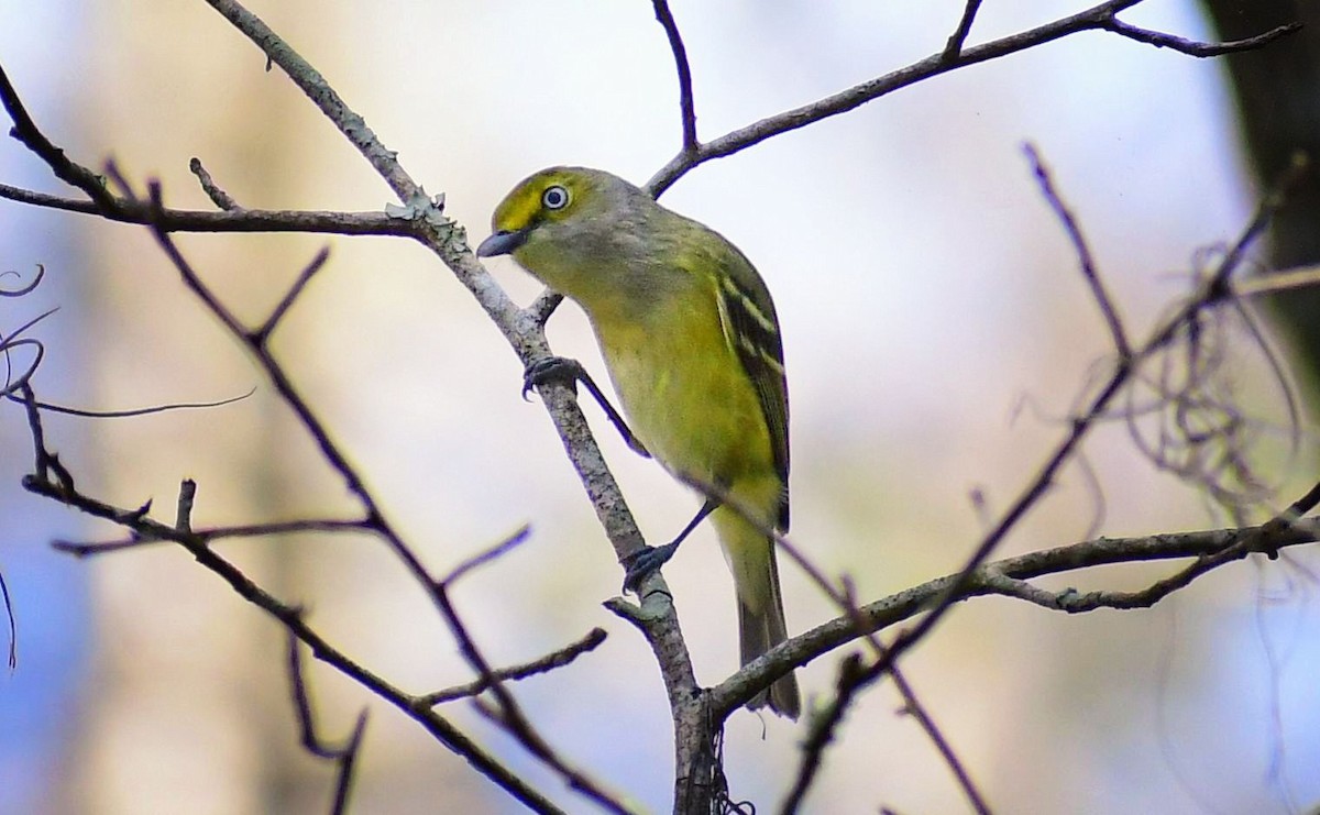 White-eyed Vireo - ML530290151