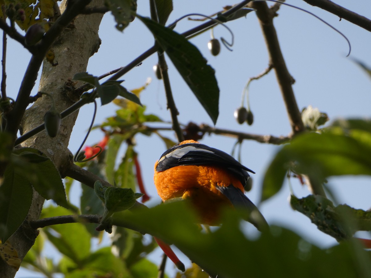 Venezuelan Troupial - ML530290931