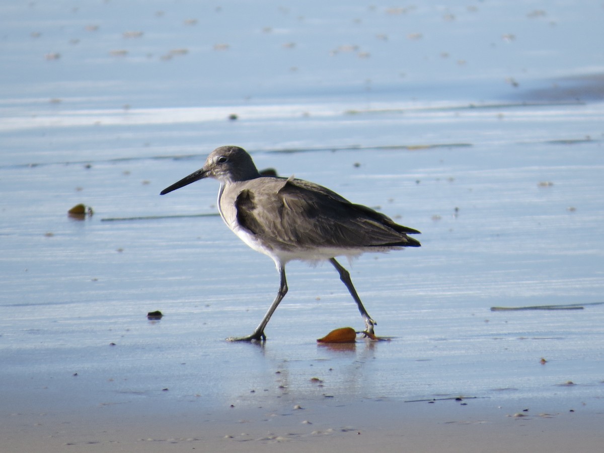 Willet - ML530291581