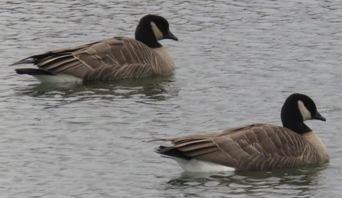 Cackling Goose - ML530291621