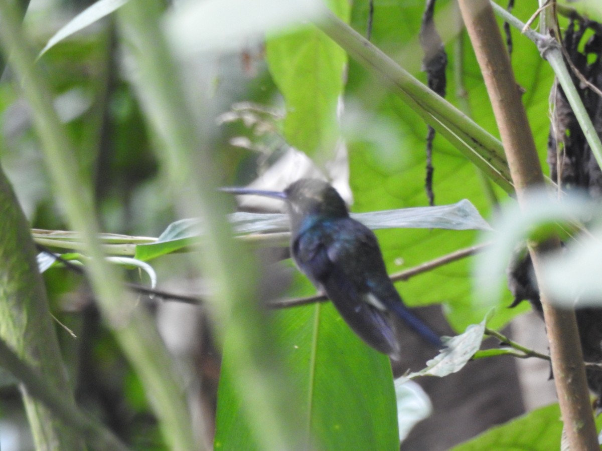 White-whiskered Hermit - ML530293491