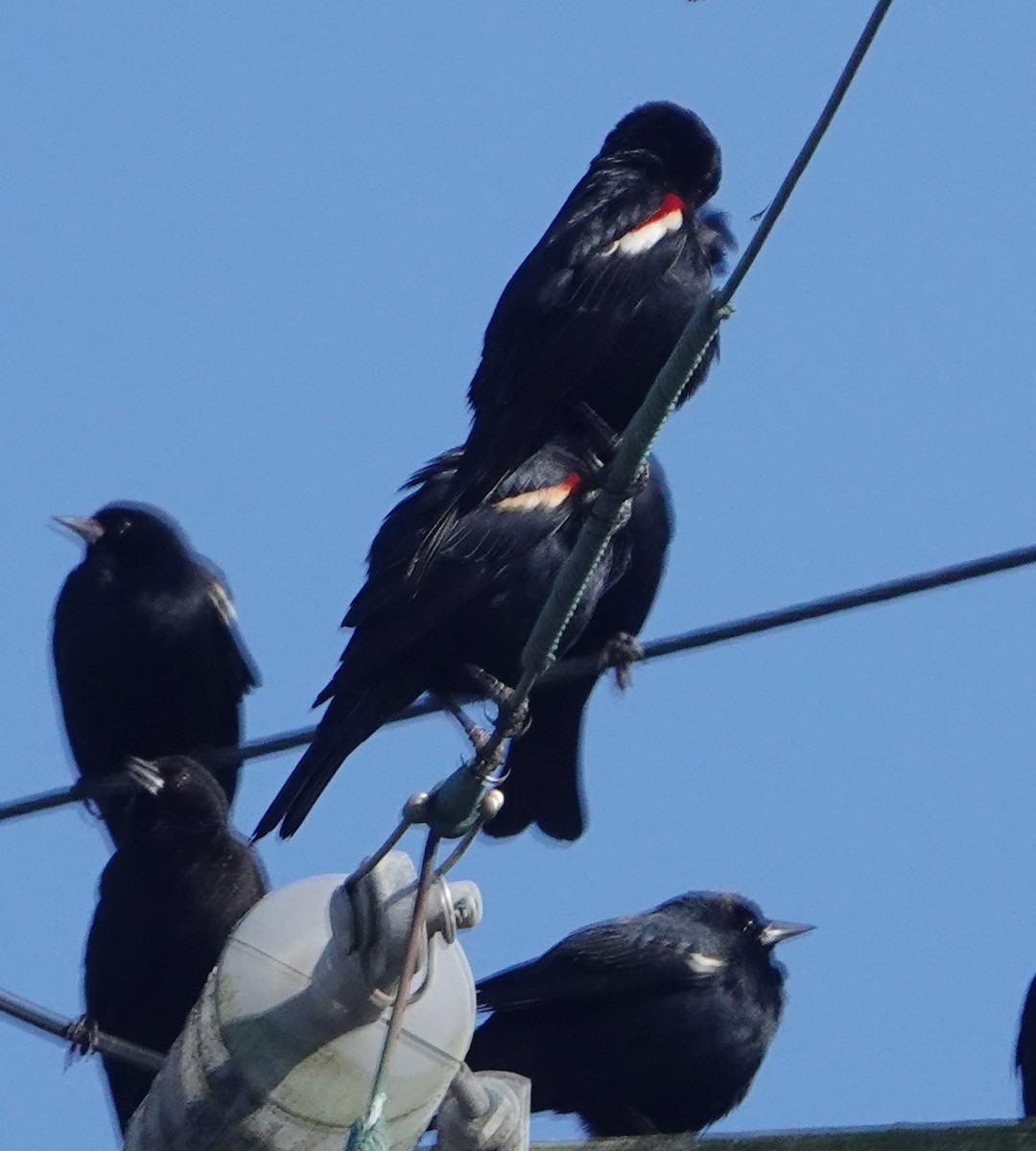 Tricolored Blackbird - Tim Bray