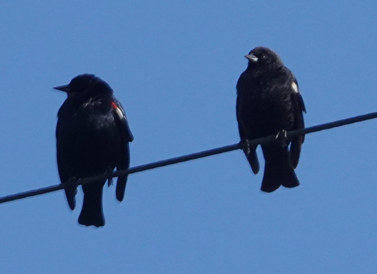 Tricolored Blackbird - Tim Bray