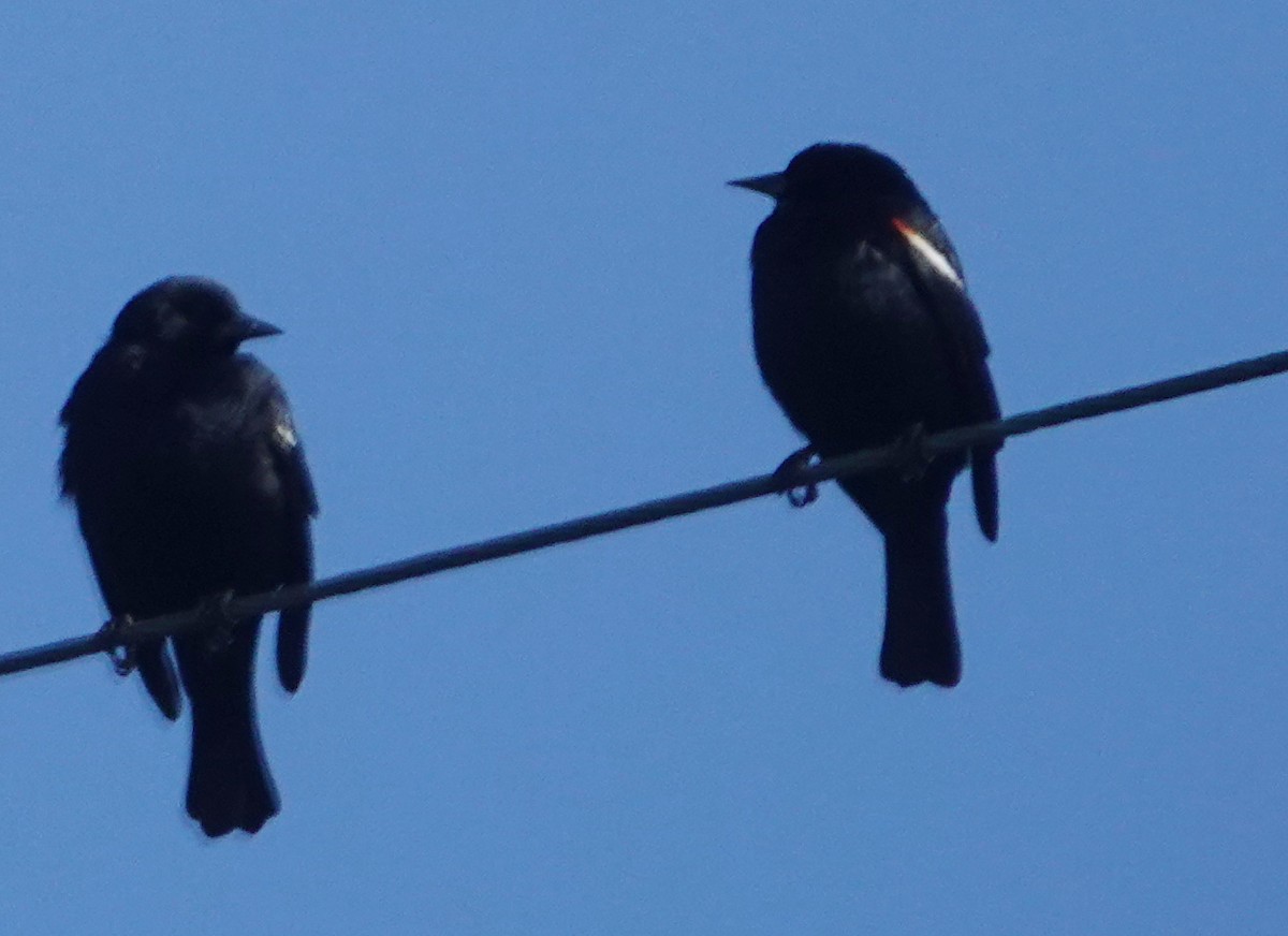 Tricolored Blackbird - Tim Bray