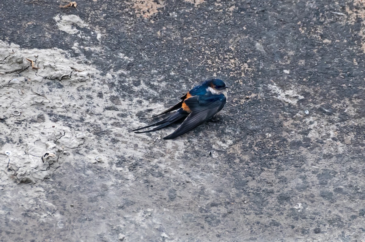 Red-rumped Swallow - Nipun Sohanlal