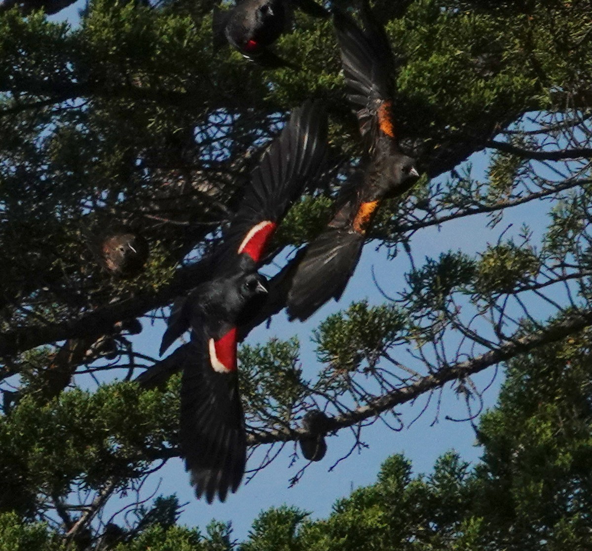 Tricolored Blackbird - ML530295691