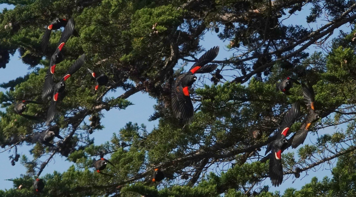 Tricolored Blackbird - ML530295711