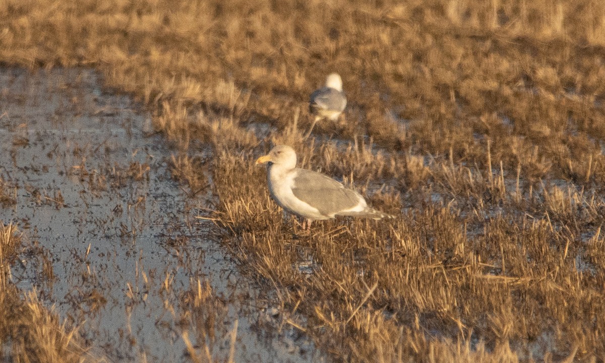 Goéland à ailes grises - ML530295821