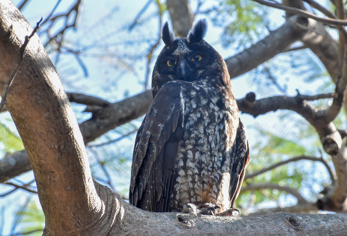 Stygian Owl - ML530296181