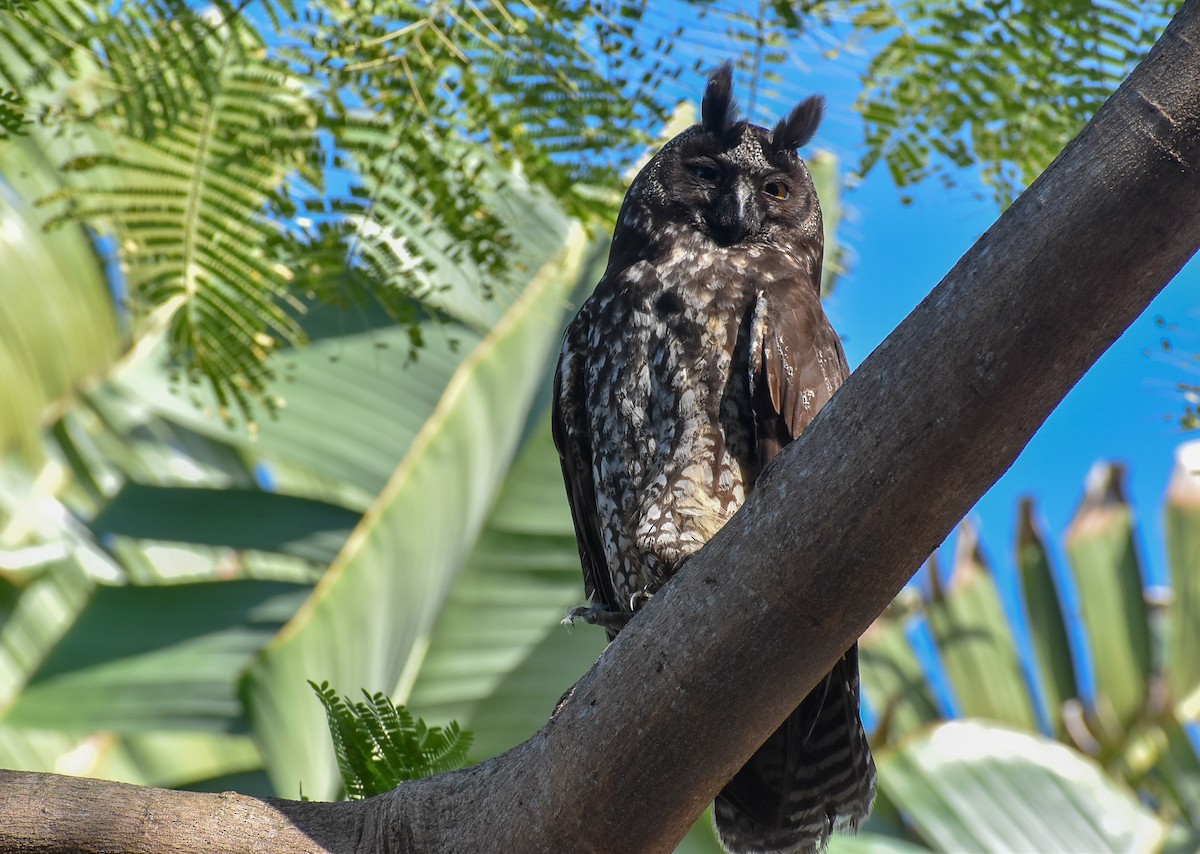 Stygian Owl - ML530296191