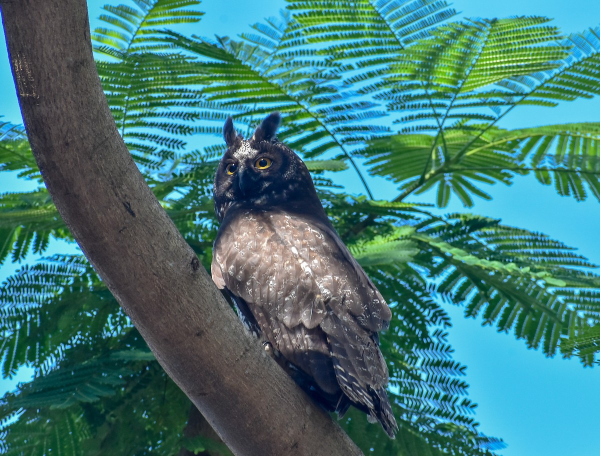 Stygian Owl - ML530296201