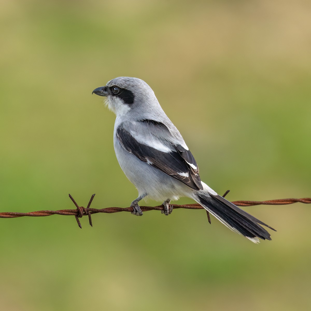 Loggerhead Shrike - ML530296811