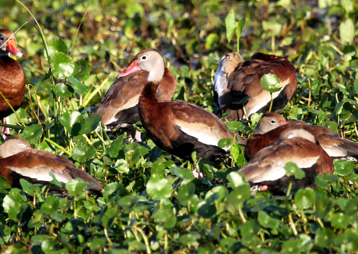 Black-bellied Whistling-Duck - ML530297611