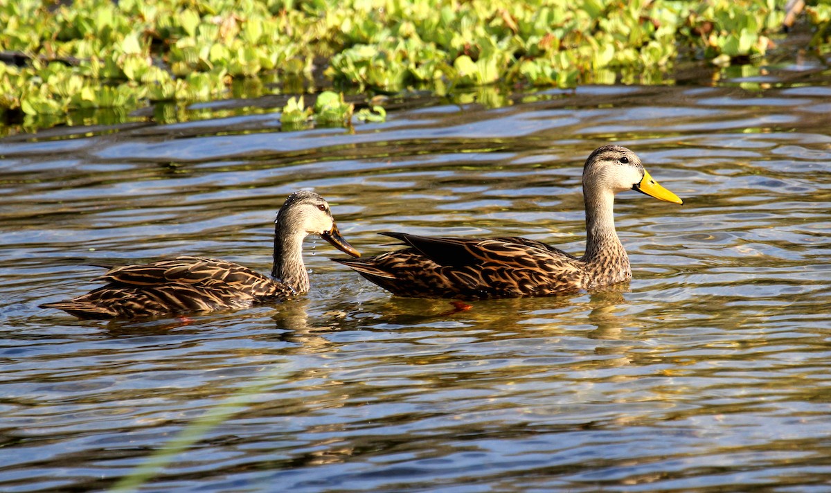 Mottled Duck - ML530297671