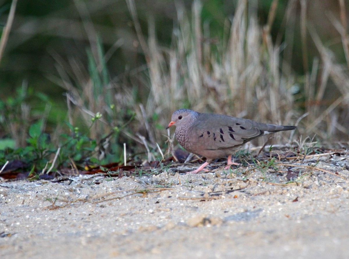 Common Ground Dove - ML530297761