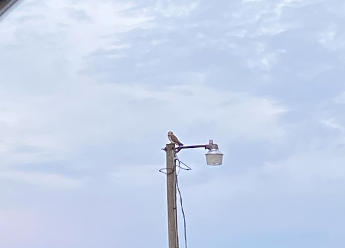 Short-eared Owl - ML530297921