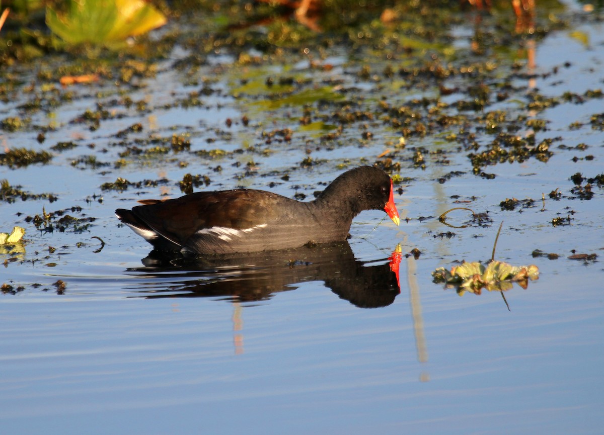 Common Gallinule - ML530297941