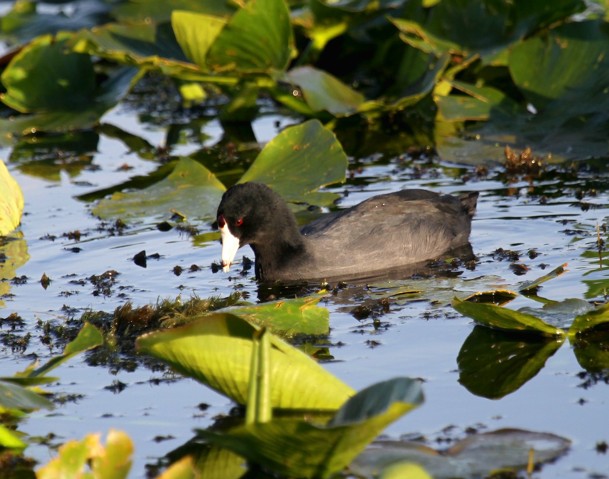 American Coot - ML530297981