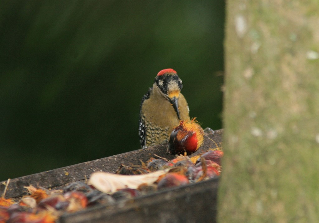 Black-cheeked Woodpecker - ML530298001