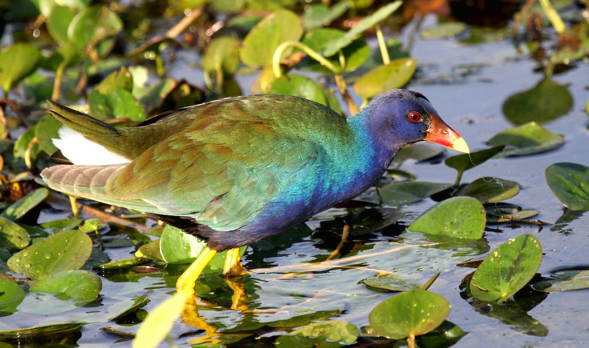 Purple Gallinule - ML530298121