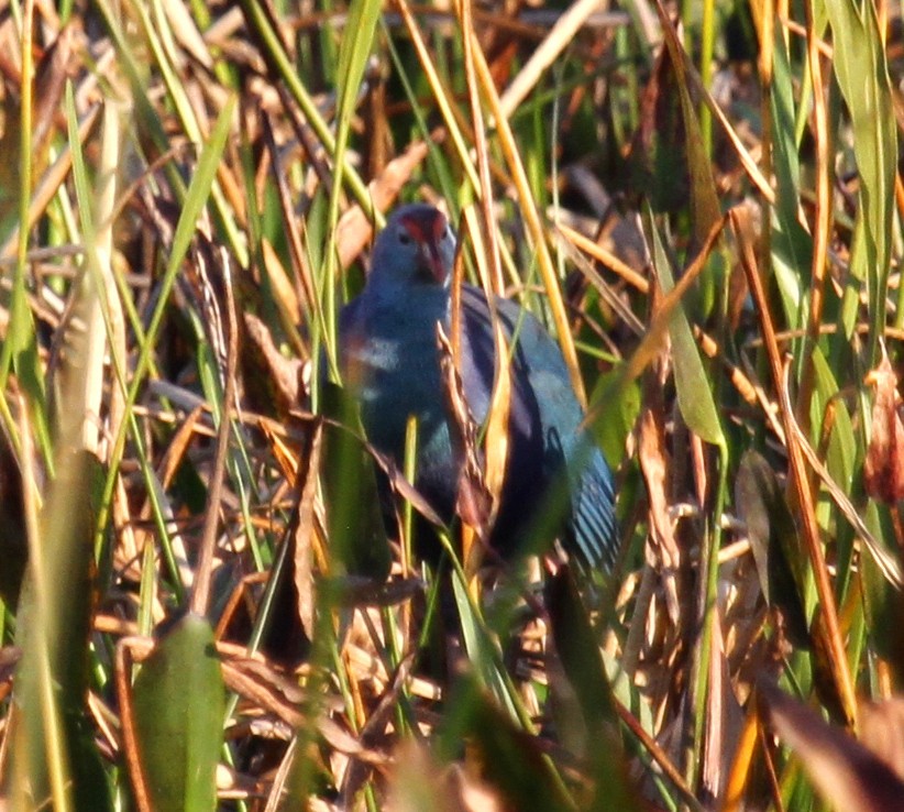 Gray-headed Swamphen - ML530298141